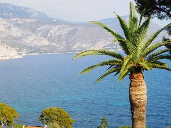 Palm tree by sea against sky