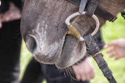 Cropped image of horse