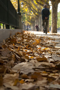 Close-up of leaves in autumn leaves