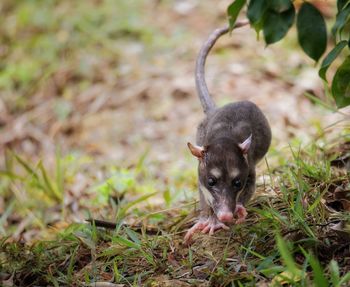 Baby possum