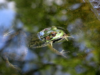 High angle view of frog emerging from pond