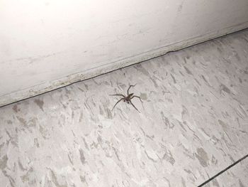 High angle view of spider on wall