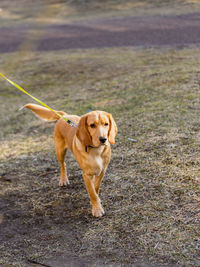 Portrait of a dog