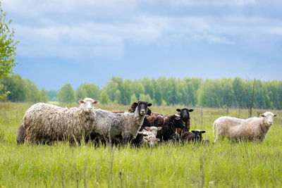 Sheep in a field