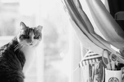 Close-up portrait of cat on window