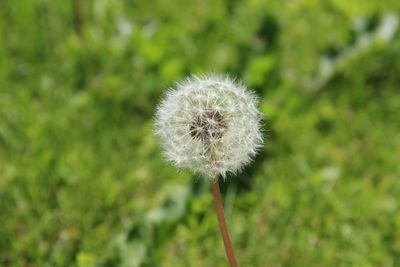 Close-up of dandelion