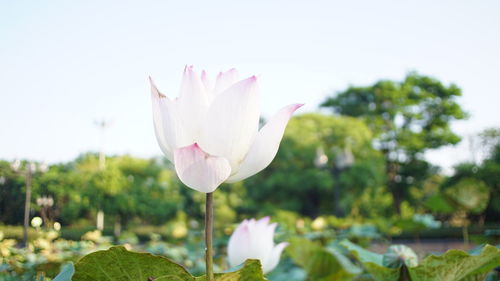 Close-up of pink lotus blooming in pond against clear sky