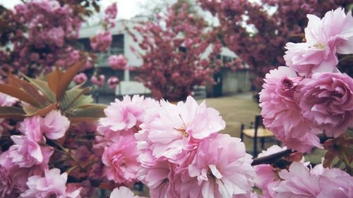 Close-up of pink flowers