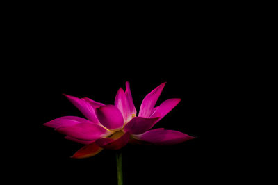 Close-up of pink flower against black background