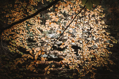 Trees growing in forest during autumn