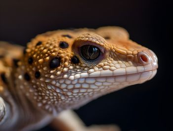 Close-up of lizard