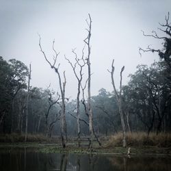 Bare trees by lake in forest against sky