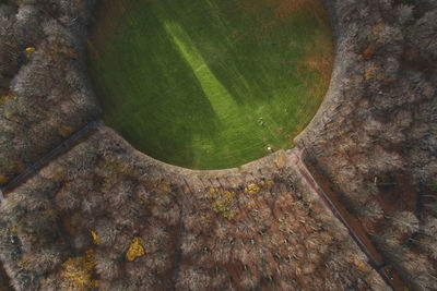 High angle view of tree trunk