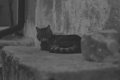 Portrait of cat sitting on floor