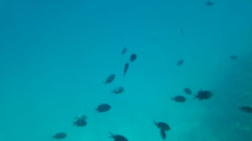 Close-up of jellyfish swimming in sea