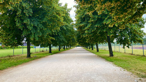 Footpath amidst trees in park