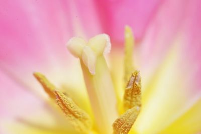Close-up of flower blooming outdoors