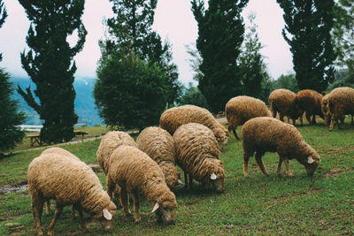 View of sheep grazing on field