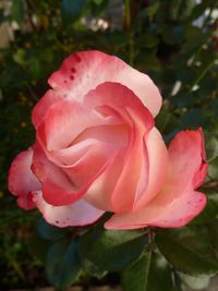 Close-up of pink rose blooming outdoors