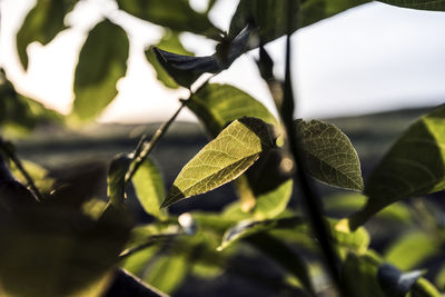 Close-up of fresh green leaves