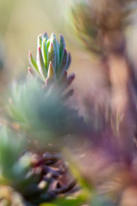 Close-up of succulent plant