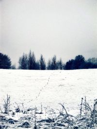 Bare trees on snow landscape against sky