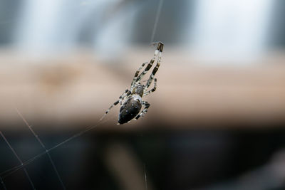 Close-up of spider on web during winter