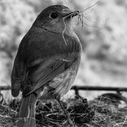 Close-up of bird perching on a field