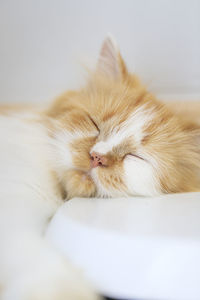 Close-up of a cat sleeping