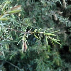 Close-up of plant