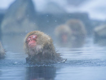 Snow monkey in a hot spring, nagano, japan.