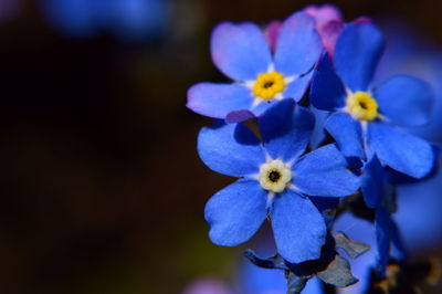 Close-up of purple flowers