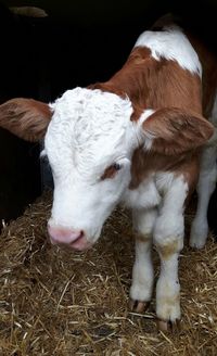 Close-up of cow