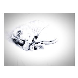 Close-up of cat sleeping