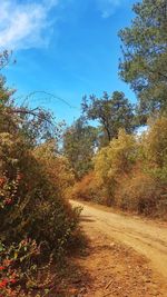 Trees growing in forest against sky during autumn