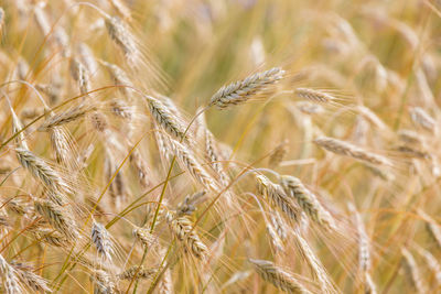 Close-up of stalks in field