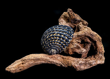 black background