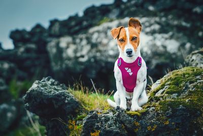 Tsunami the jack russell terrier dog posing in a volcanic rock landscape on mount etna, sicily