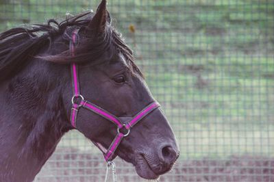 Close-up of horse outdoors