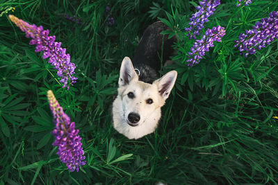 Portrait of a dog on land