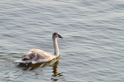 Duck swimming in lake