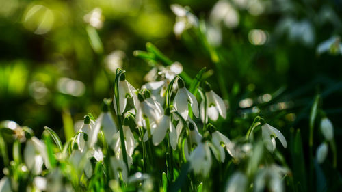 Close-up of flowering plant on field