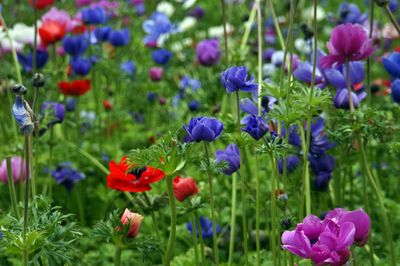 Close-up of purple poppy flowers blooming on field