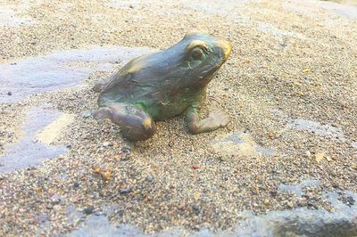 High angle view of turtle on sand