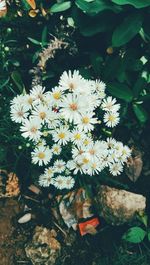 Close-up of white flowering plants