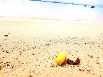 Close-up of shell on beach