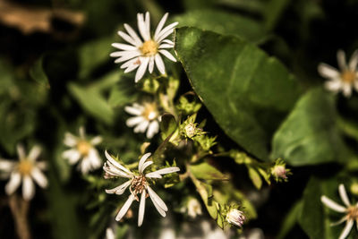 Close-up of flowering plant