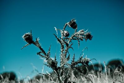 Low angle view of thistle against clear blue sky