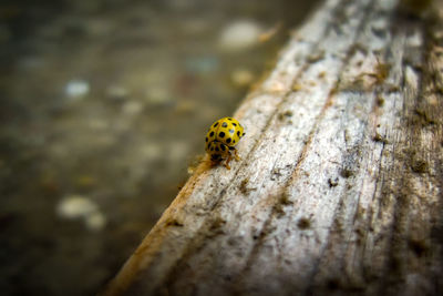 Close-up of ladybug on leaf