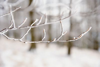 Thin branch of a beech tree with sear leaves and pieces of snow in winter